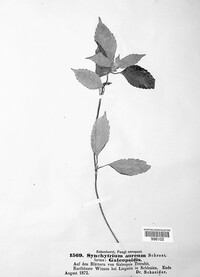 Synchytrium aureum image